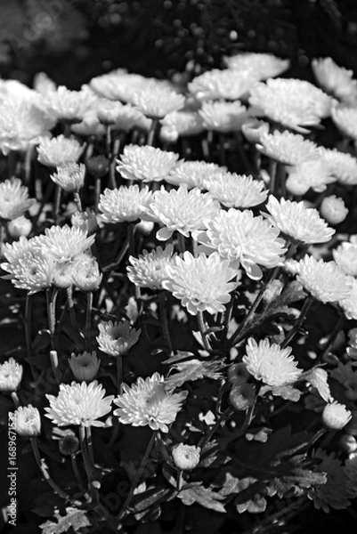 Fototapeta CHRYSANTHUM FLOWER - BLACK AND WHITE PHOTO