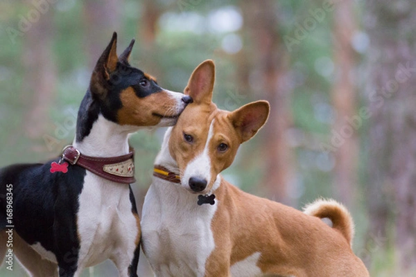 Fototapeta Basenji whispers something in the ear of his girlfriend in the forest