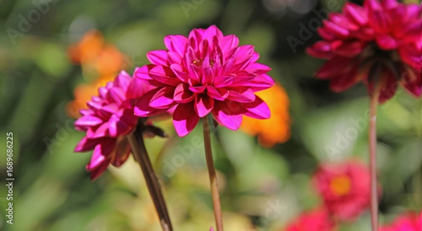 Fototapeta DAHLIA FLOWER FRONT VIEW IN PINK COLOR