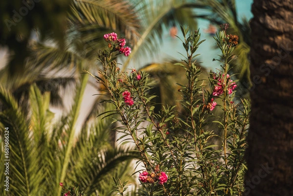 Obraz tropical plants with the beach in the background