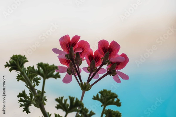 Obraz pink flowers backlit