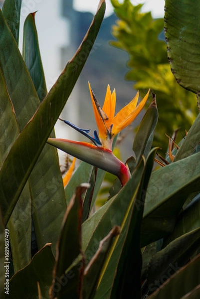 Obraz strelitzia in a garden