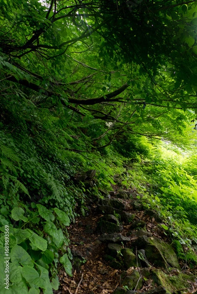 Fototapeta 八郎坂登山道の夏風景