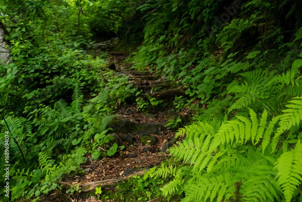 Fototapeta 八郎坂登山道の夏風景　足元のシダ類
