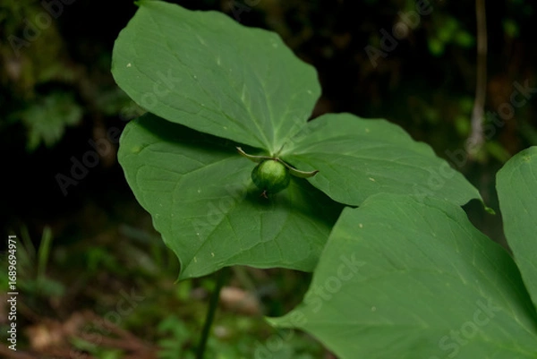 Obraz 登山道のエンレイソウ