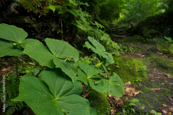 Fototapeta 登山道のエンレイソウ