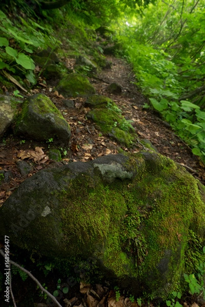 Fototapeta 八郎坂登山道の夏風景　小kr