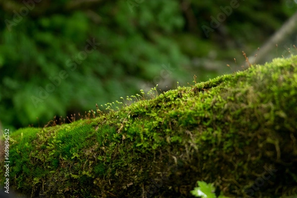 Fototapeta 八郎坂登山道の夏風景　苔のクローズアップ