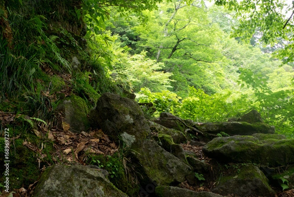 Fototapeta 八郎坂登山道の夏風景