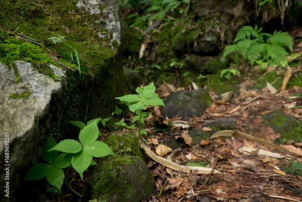 Fototapeta 登山道のエンレイソウ