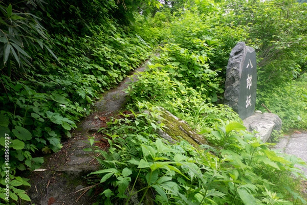 Fototapeta 八郎坂登山道の夏風景