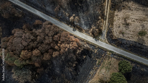Obraz Burnt landscape after wildfires