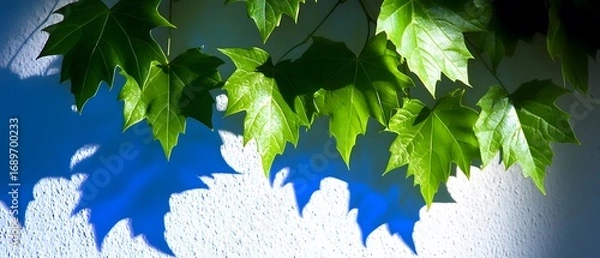 Obraz Vibrant Green Leaves Cast Shadows on Blue Wall