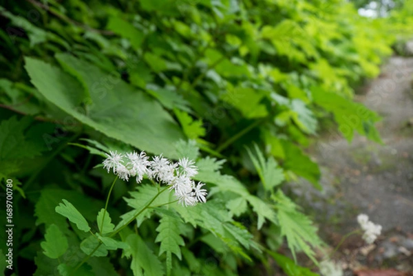 Fototapeta 八郎坂登山道の夏風景
