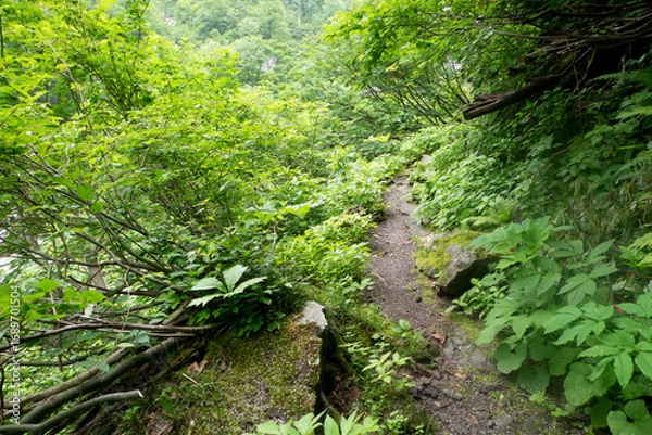 Fototapeta 八郎坂登山道の夏風景