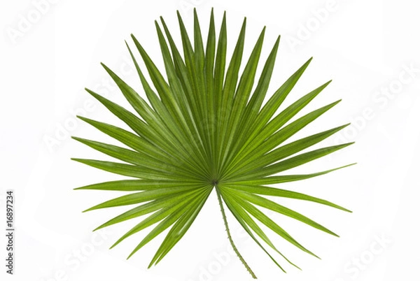 Obraz Liść palmowy