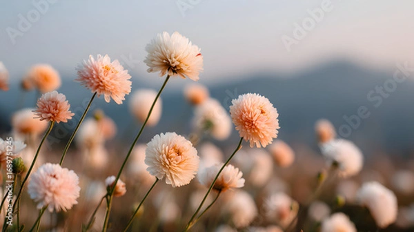 Fototapeta Close-up of numerous pale pink and white flowers in a field