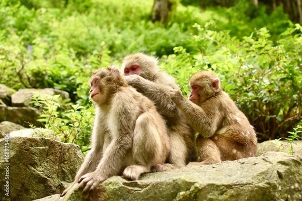 Fototapeta ニホンザル