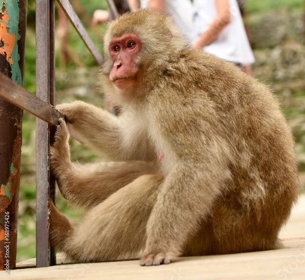 Fototapeta ニホンザル