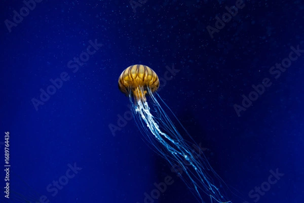 Fototapeta 須磨シーワールド