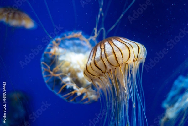 Fototapeta 須磨シーワールド