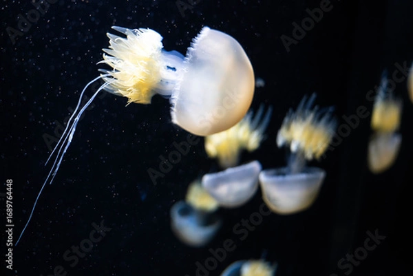 Fototapeta 須磨シーワールド