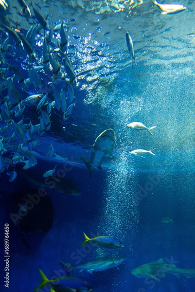 Fototapeta 須磨シーワールド