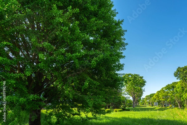Fototapeta 自動車道沿いの緑地帯　樹木と青空