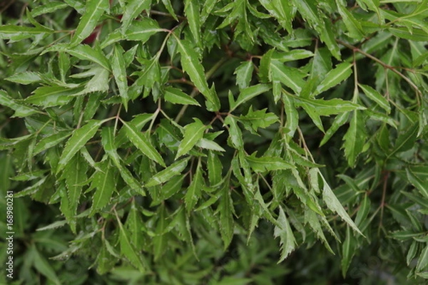 Obraz Leaves are wavy