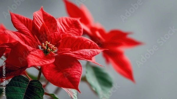 Fototapeta Macro of fresh christmas poinsettia red flower, velvety petals and green leaves, soft diffused daylight, shallow depth, clean gradient background, generous copy space for text.