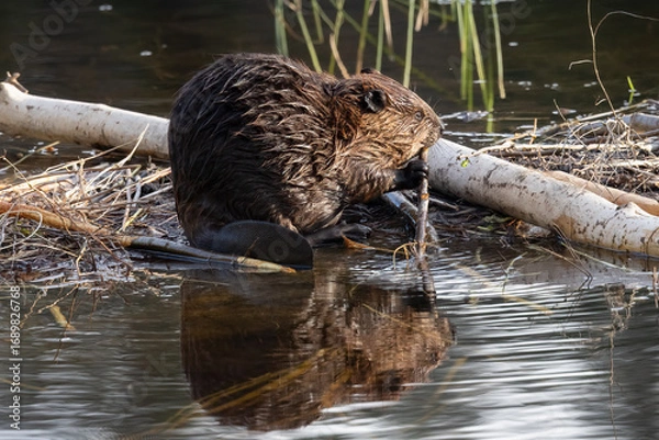 Obraz Canadian Beaver (Castor canadensis) Chewing Wood in Natural Wetland Habitat
