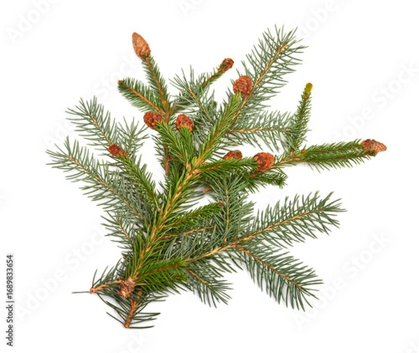 Fototapeta Christmas decorative fir branch with cones isolated on white background. Pine, spruce, holidays, New Year