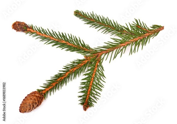 Fototapeta Christmas decorative fir branch with cones isolated on white background. Pine, spruce, holidays, New Year