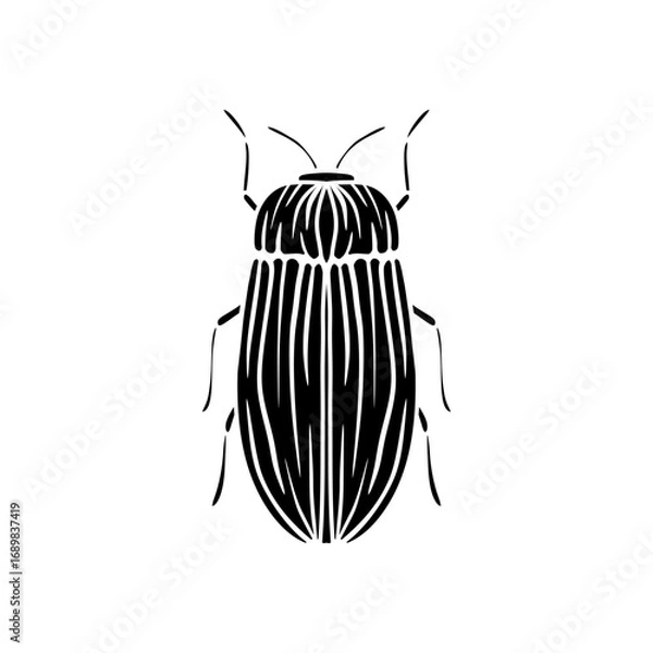 Fototapeta black and white beetle isolated on white background