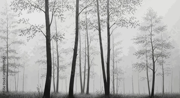 Fototapeta Ethereal monochrome forest with trees shrouded in mist creating a serene atmosphere