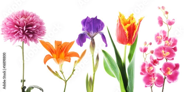 Fototapeta Set of flowers on a white background