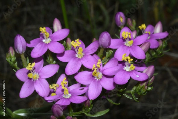 Obraz flores en miniatura