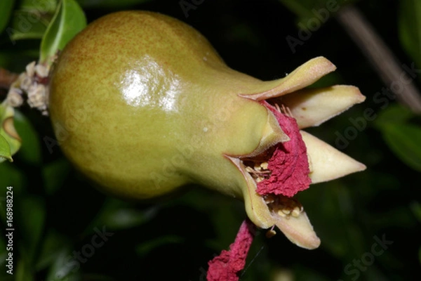 Obraz pomegranate