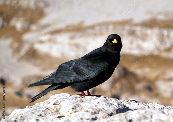 Fototapeta OLYMPUS DIGITAL CAMERA