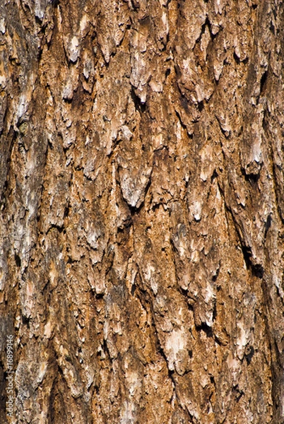 Obraz Abstract old tree trunk texture