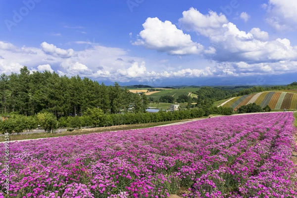 Fototapeta 花人街道の花畑