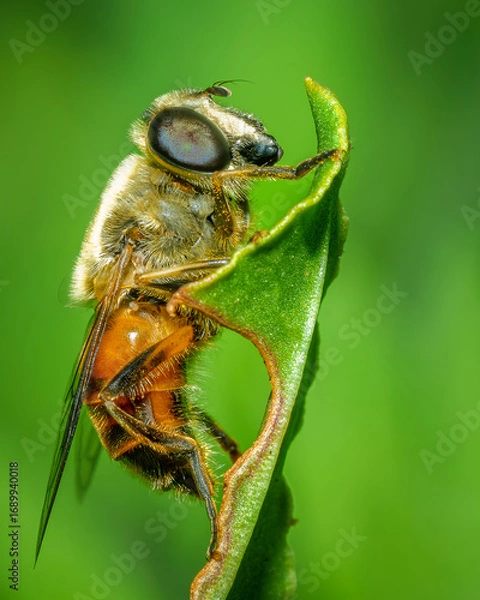 Fototapeta close-up of an insect standing on a green leaf
