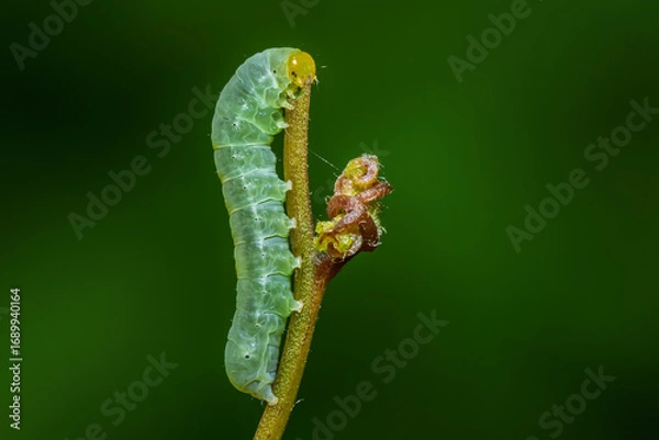 Fototapeta Close-up macro of a caterpillar in the larval stage feeding