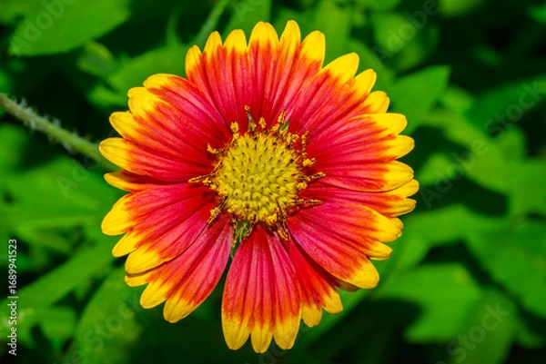 Fototapeta Firewhee flower close up with a green background