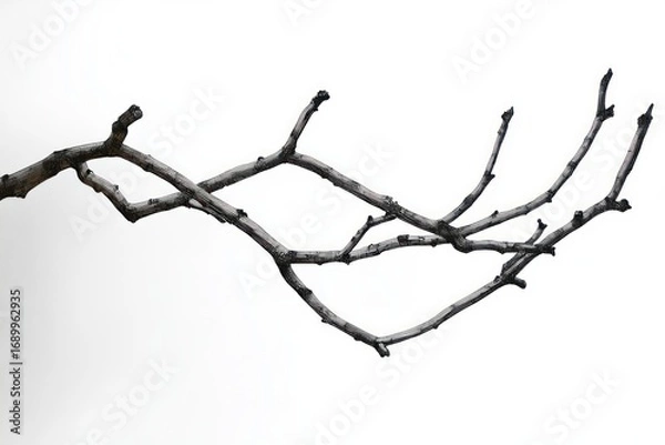 Fototapeta close-up of dry bare tree branches against a white background evoking simplicity and stark natural texture