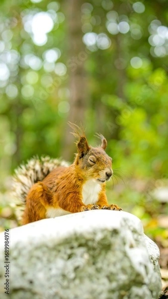 Fototapeta Squirrel resting, forest