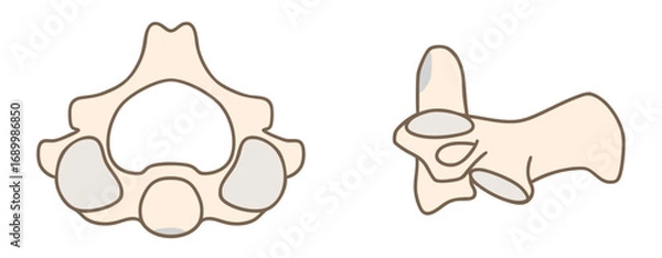 Obraz 第二頸椎（軸椎）の解剖学：上面図と側面図