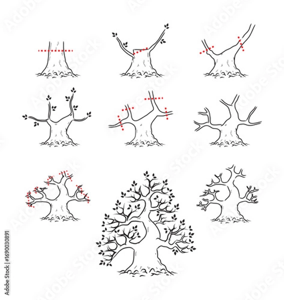 Fototapeta How to prune bonsai branches, black line style on a white background