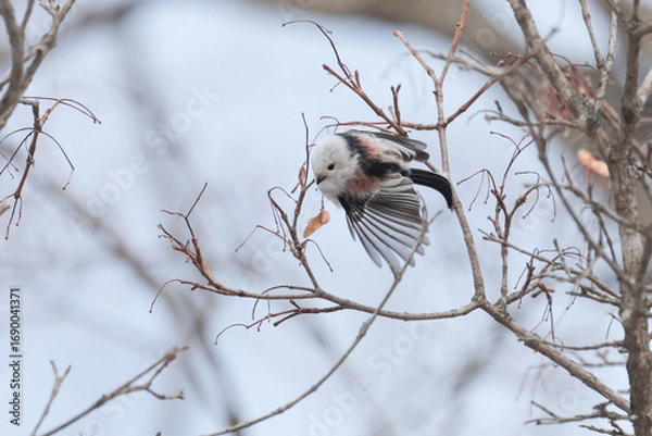 Obraz 小枝の間を飛び回るしまえなが