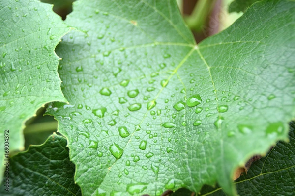 Obraz Liść winogrona